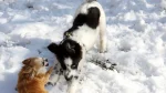 Karakachan-Hund Dog photo
