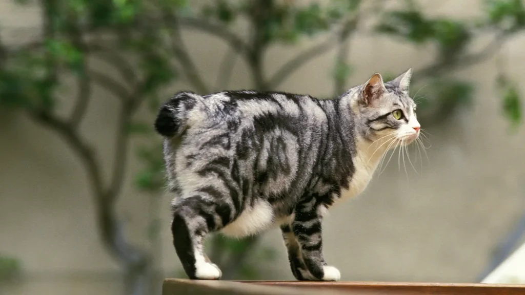 Bobtail Carelio Cat photo