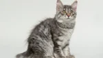 Bobtail Carelio Cat photo