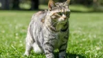 Bobtail Carelio Cat photo