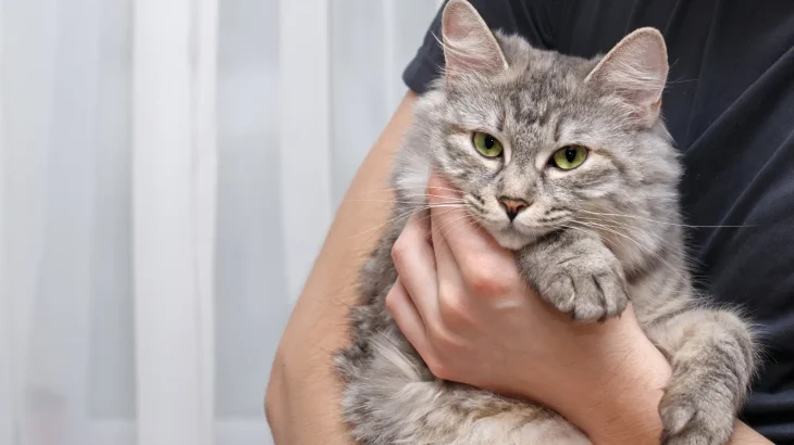 Bobtail Carelio Cat photo