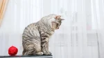 Bobtail Carelio Cat photo