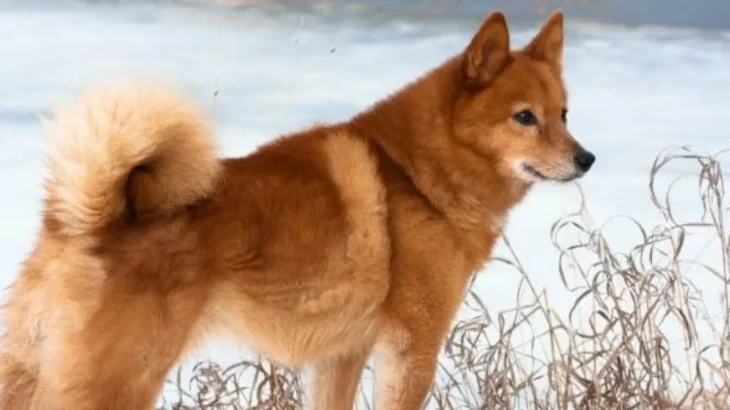 Karelo-Finnish Laika Dog photo