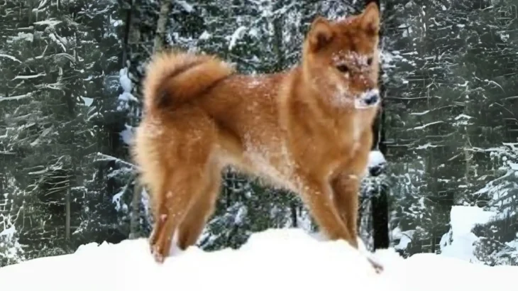 Karelo-Finnish Laika Dog photo