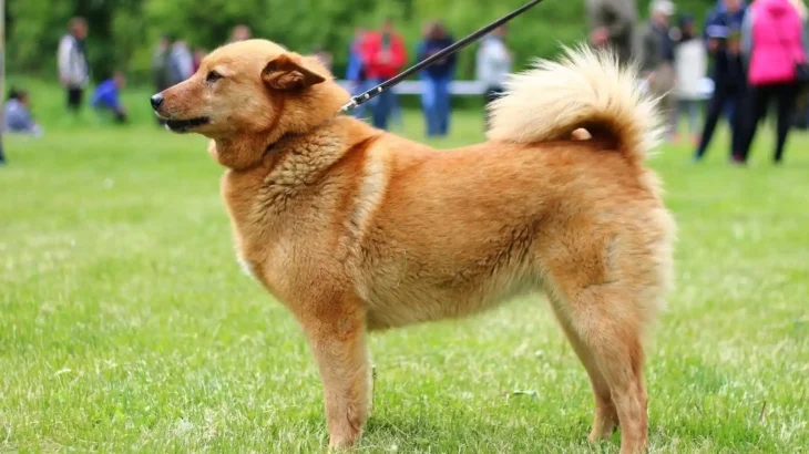 Karelo-Finnish Laika Dog photo