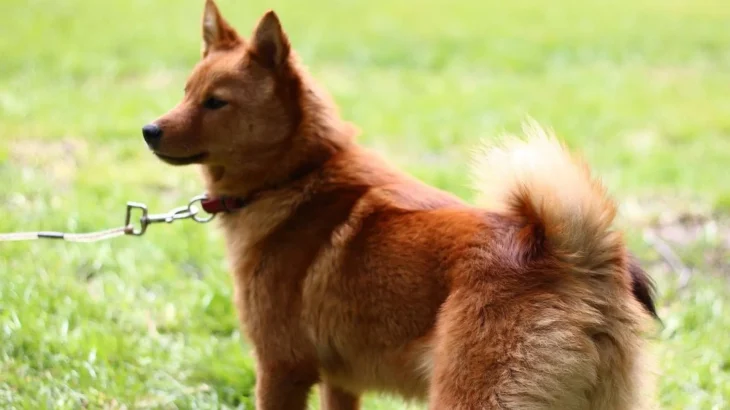 Karelo-Finnish Laika Dog photo