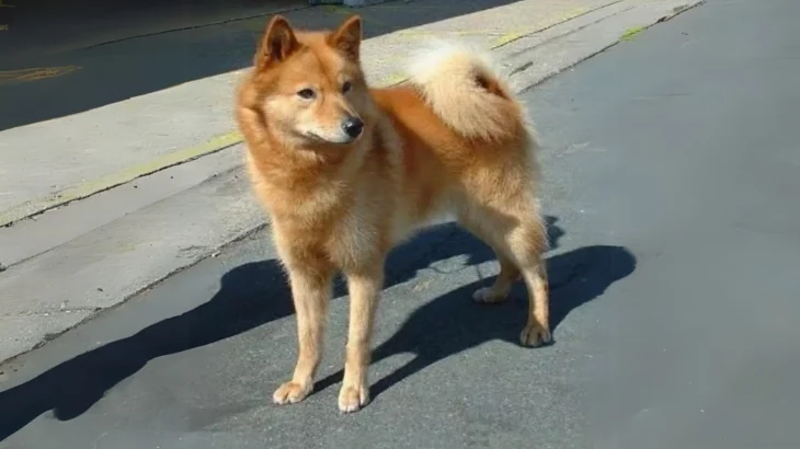 Karelo-Finnish Laika Dog photo