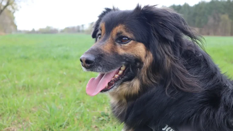 Karst Shepherd Dog photo