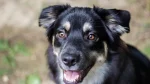 Karst Shepherd Dog photo
