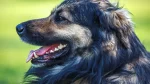 Karst Shepherd Dog photo