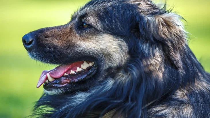 Karst Shepherd Dog photo