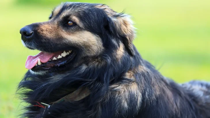 Karst Shepherd Dog photo
