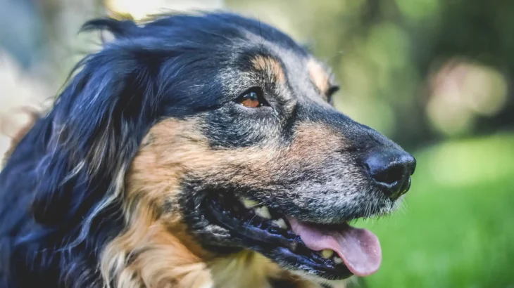 Karst Shepherd Dog photo