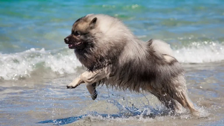 Keeshond Dog photo