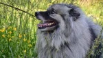 Keeshond Dog photo
