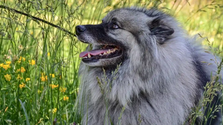 Keeshond Dog photo