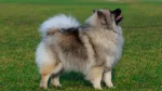 Keeshond Dog photo