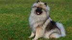 Keeshond Dog photo