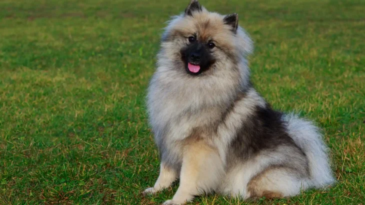 Keeshond Dog photo
