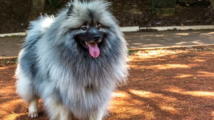 Keeshond Dog photo