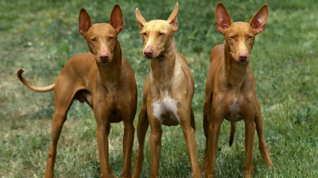 Kelb Tal-Fenek Dog photo