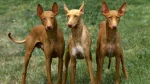 Kelb Tal-Fenek Dog photo