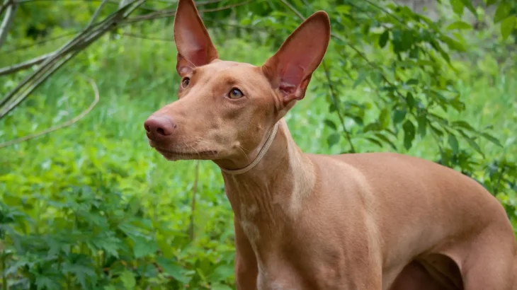Kelb Tal-Fenek Dog photo