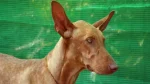 Kelb Tal-Fenek Dog photo