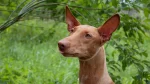 Kelb Tal-Fenek Dog photo