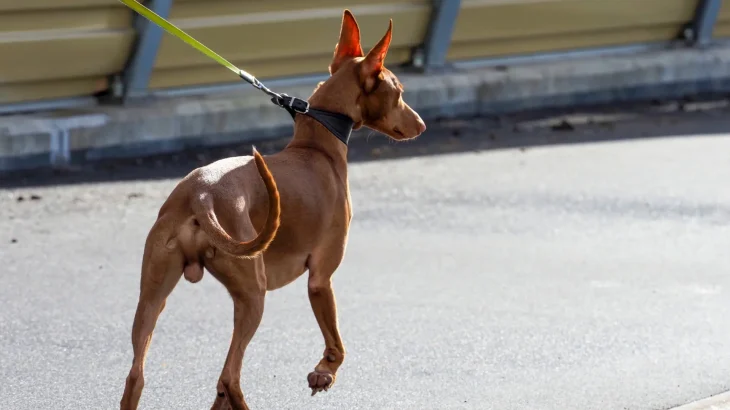 Kelb Tal-Fenek Dog photo