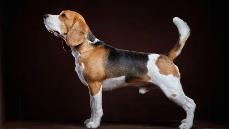 Kerry Beagle Dog photo