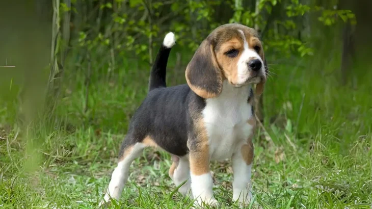 Kerry Beagle Dog photo