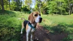 Kerry Beagle Dog photo
