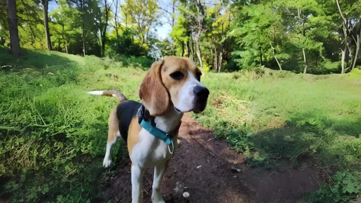 Kerry Beagle Dog photo