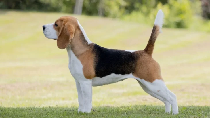 Kerry Beagle Dog photo