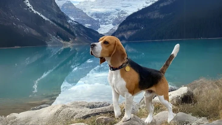 Kerry Beagle Dog photo