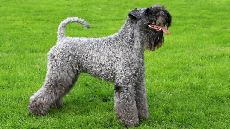 Terrier Kerry Blue Dog photo