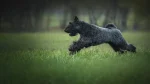 Terrier Kerry Blue Dog photo