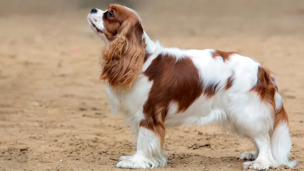King Charles Spaniel Dog photo