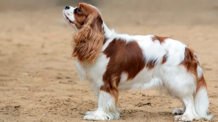 King Charles Spaniel Dog photo