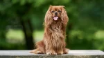 King Charles Spaniel Dog photo