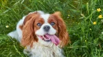 King Charles Spaniel Dog photo