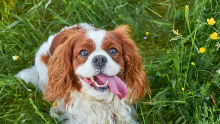 King Charles Spaniel Dog photo