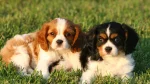 King Charles Spaniel Dog photo