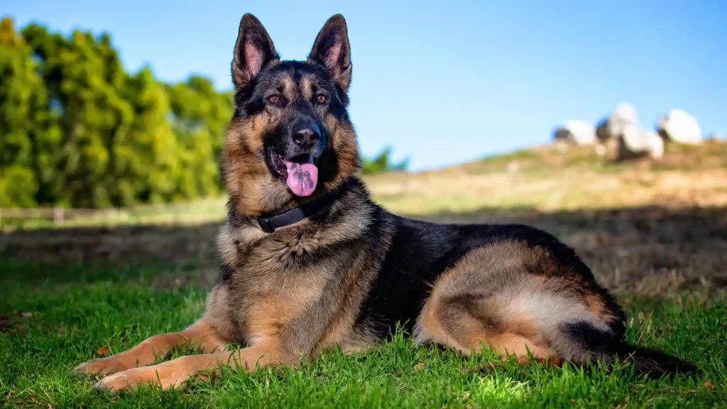 Königsheide Dog photo