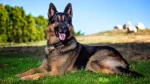 Königsheide Dog photo