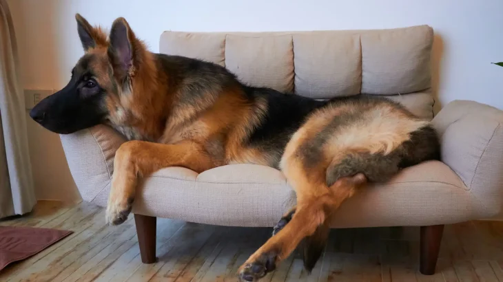 Königsheide Dog photo