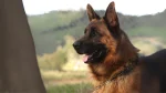 Königsheide Dog photo