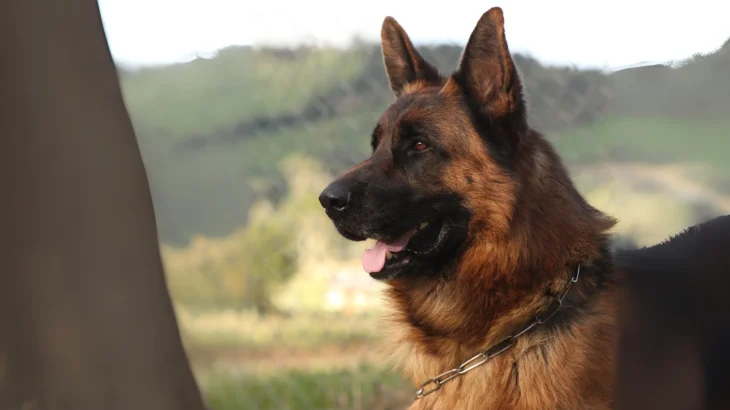 Königsheide Dog photo