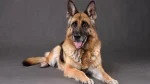 Königsheide Dog photo